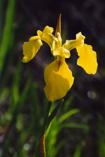 Yellow Iris growing on the American River Parkway.