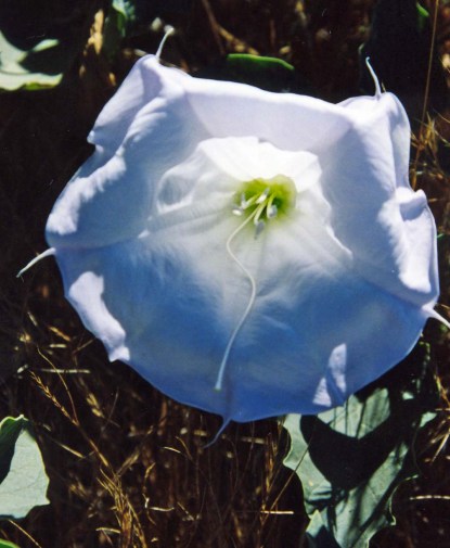 Jimsonweed flower on the American River Parkway.