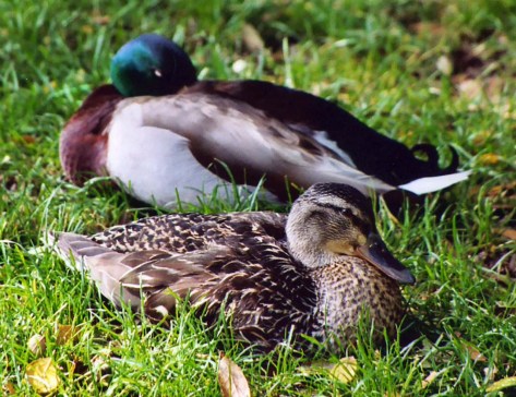 Mallard ducks on the American River Parkway in Sacramento, California.