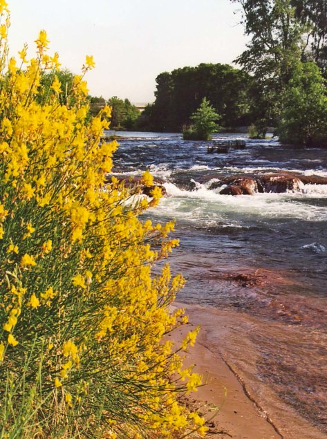 The American River as it flows through William Pond Park on the American River Parkway.