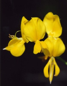 Scotch Broom found on the American River Parkway. Photo by Curtis Mekemson.