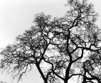 Valley Oak on American River Parkway in winter.