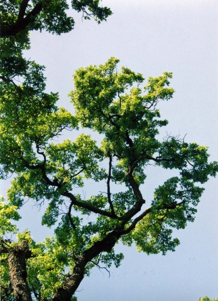 Leafy valley oaks on the American River Parkway.