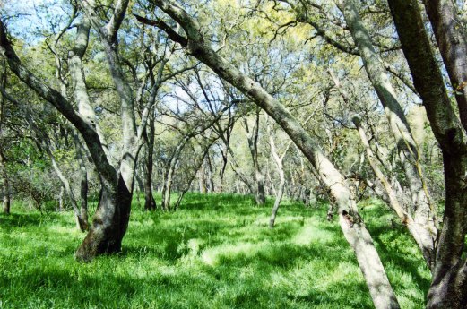 Woodland park on American River Parkway in Sacramento. Photo by Curtis Mekemson.