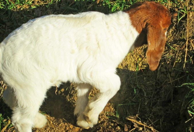 Baby goat.