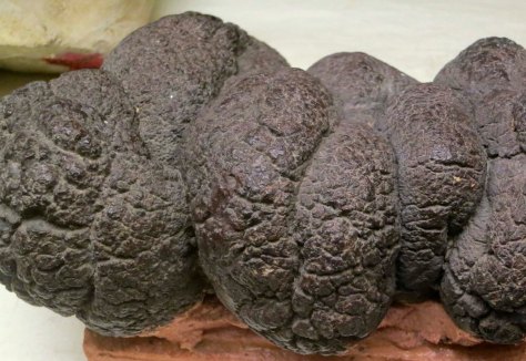Dinosaur poop on display at the Crater Rock Museum in Central Point. Oregon.