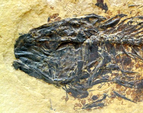 Fossil fish at the Crater Rock Museum in Central Point, Oregon. Photo by Curtis Mekemson.