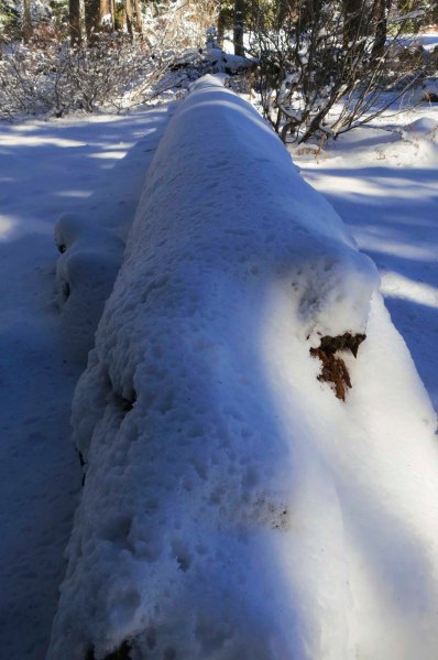 Snow covered log at Donner Summit. Photo by Curtis Mekemson.