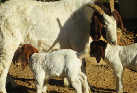 Baby goats line up for Mom's milk. Photo by Curtis Mekemson.
