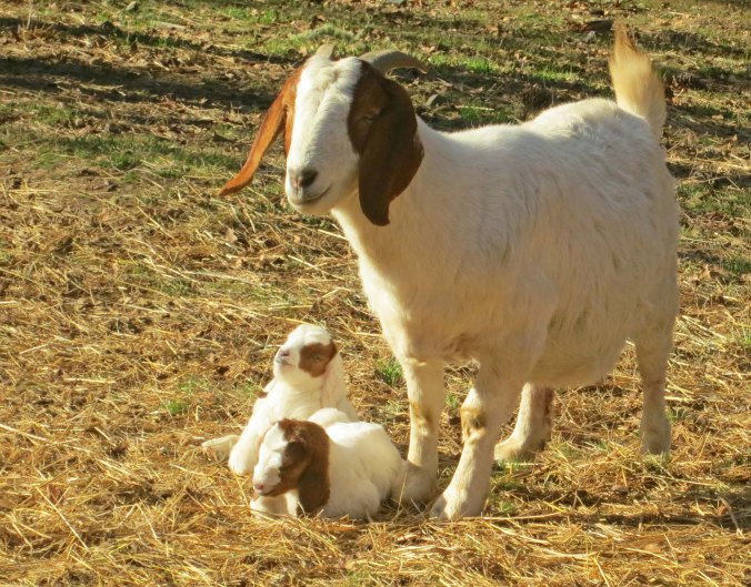 Mother goat and kids. Photo by Curtis Mekemson.