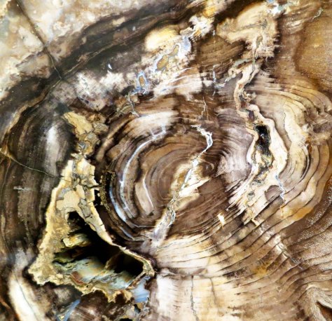 Petrified wood found at the Crater Rock Museum in Central Point, Oregon. Photo by Curtis Mekemson.