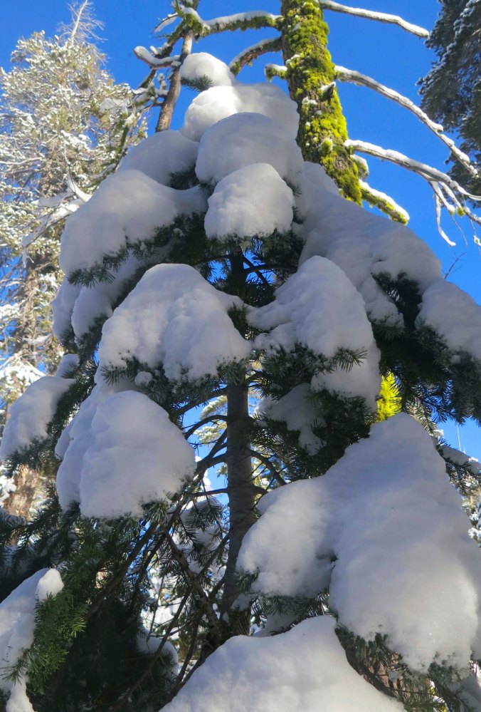 Photo of fresh snow on fir tree by Curtis Mekemson.