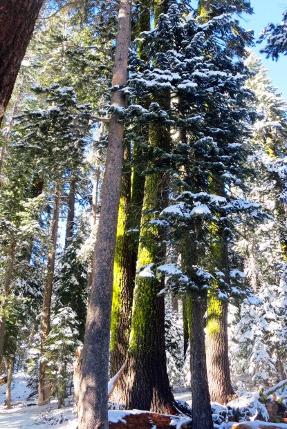 Snow covered trees on the crest of the Sierra Nevada Mountains. Photo by Curtis Mekemson.