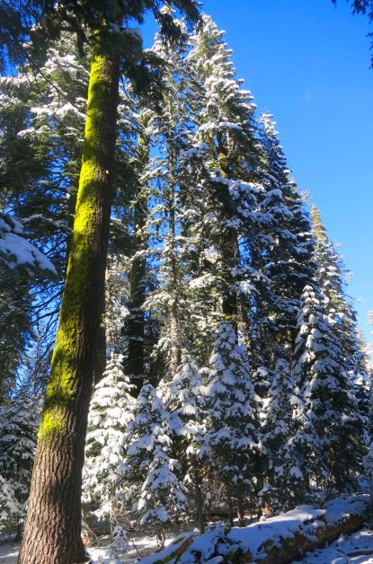 Snow covered trees in the Sierra Nevada Mountains of California. Photo by Curtis Mekemson.