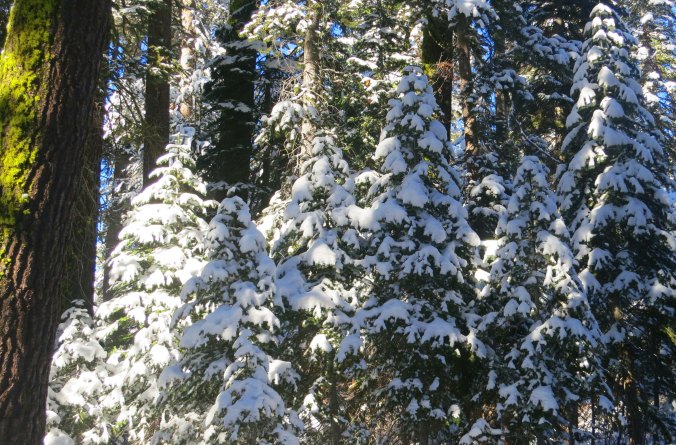 Photo of snow covered trees on the crest of the Sierra Nevada Mountains by Curtis Mekemson.