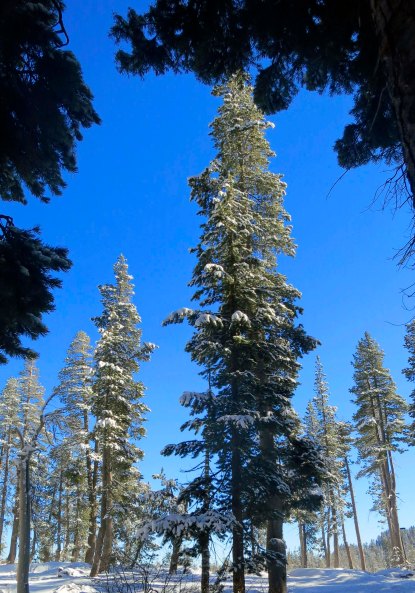 Snow covered woods at Donner Summit. Photo by Curtis Mekemson.