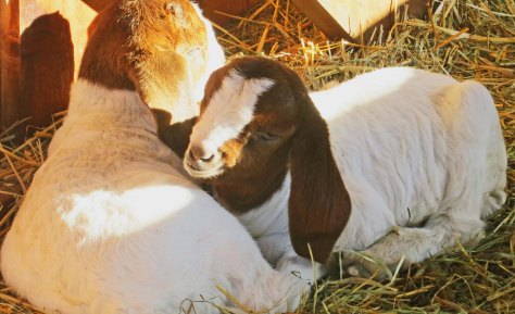 Baby goats preparing to nap. Photo by Curtis Mekemson.