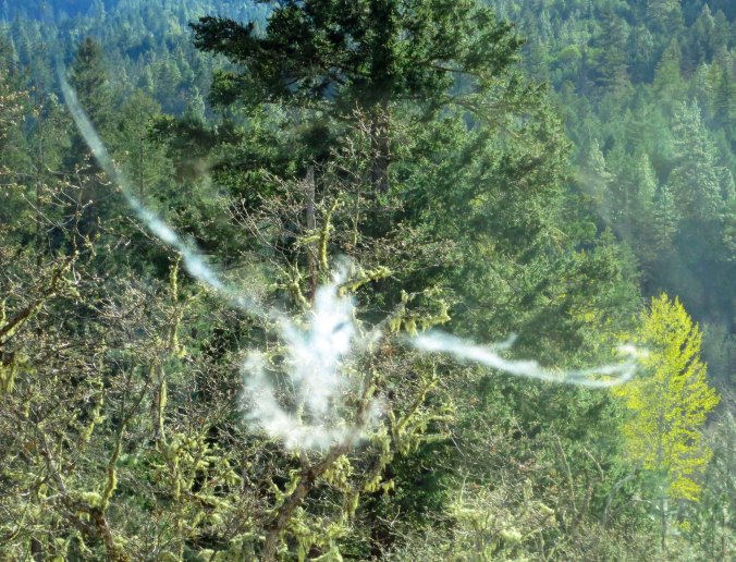 Mourning dove leaves ghost-like impression on window. Photo by Curtis Mekemson.
