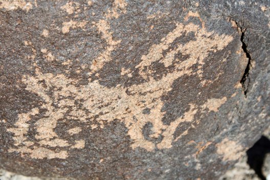 Petroglyph of mountain sheep found at Painted Rocks Petroglyph Site in southern Arizona.