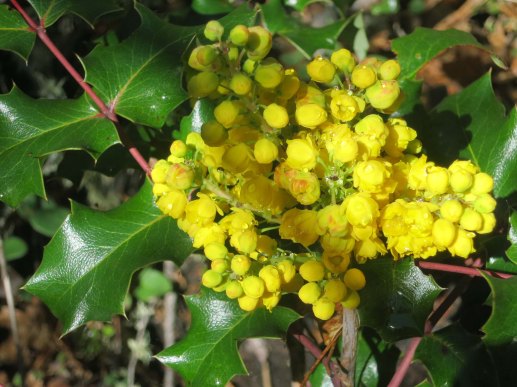 Oregon Grape flower found along the Sterling Mine Ditch Trail in Southern Oregon.