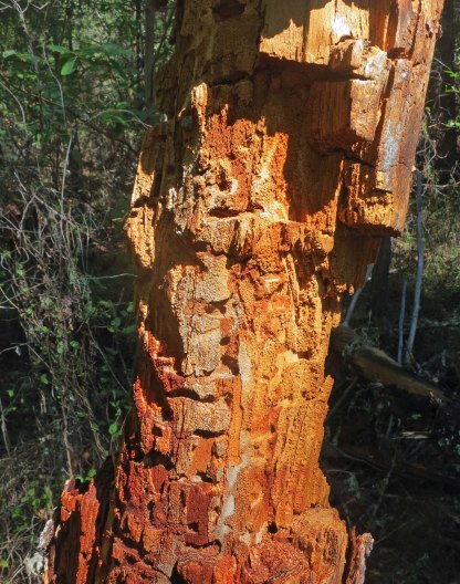 Old tree stump along the Sterling Mine Ditch Trail in Southern Oregon.