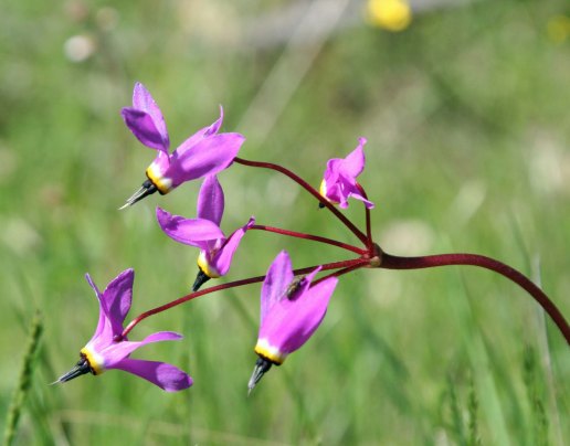 Shooting Stars found along the Sterling Mine Ditch Trail in Southern Oregon.