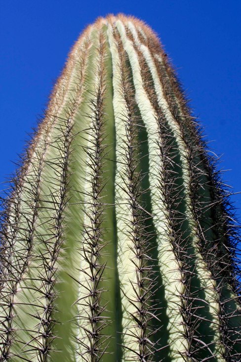 Saguaro cactus found at Painted Rock Petroglyph Site in Southern Arizona.