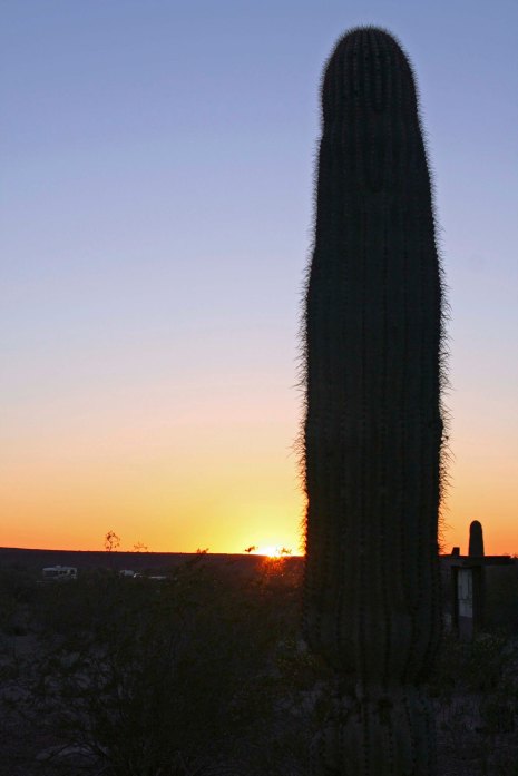 Setting sun outlines Saguaro Cactus at Painted Rock Petroglyph Site in southern Arizona. Photo by Curtis Mekemson.