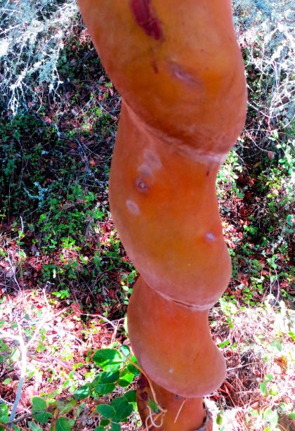 A vine-twisted madrone tree found on the Sterling Mine Ditch Trail.