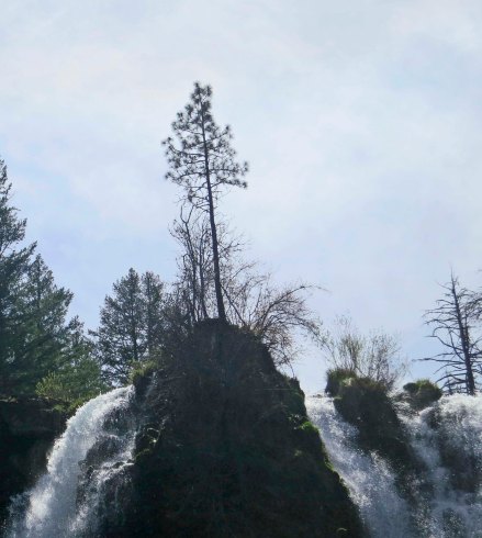 Ponderosa Pine tree and Burney Falls in Northern California.