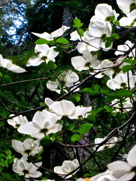 Flowering dogwood in the Red Butte Wilderness.