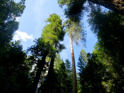 Old growth forest in the Red Buttes Wilderness.