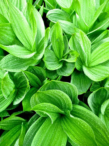 Corn Lilies in red Butte Wilderness.