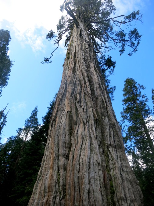 Old Growth Cedar in Red Buttes Wilderness of Northern California and Southern Oregon.