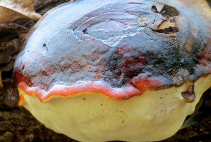 Shelf mushroom found near Applegate Lake in Southern Oregon.