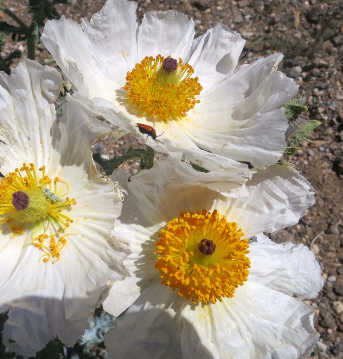 Prickly poppies growing in the Panamint Range of Death Valley.