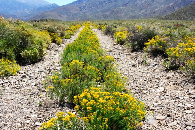 Desert flowers in the Panamint Range of Death Valley.