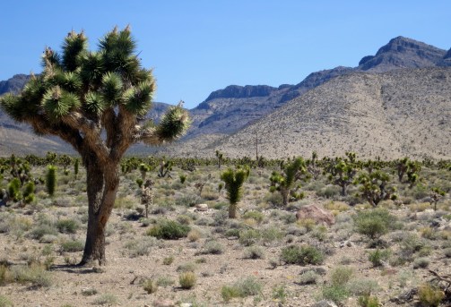 Geocache site on the Extraterrestrial Highway.