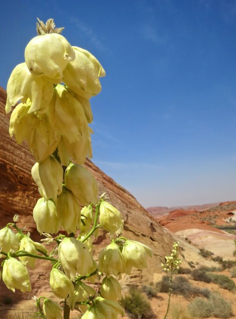 Flowering yucca in the Valley of Fire State Park. Photo by Curtis Mekemson.