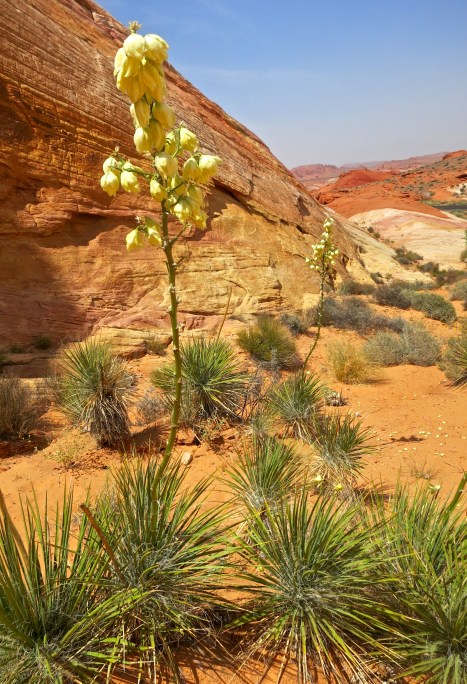 Yucca plants in Valley of Fire State Park. Photo by Curtis Mekemson.