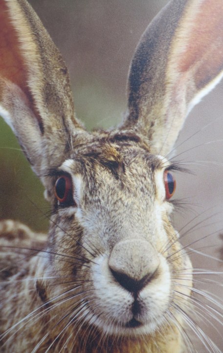 A jackrabbit. (Photo at Red Rock Canyon Museum.)