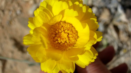 Which is where I also found this flower.