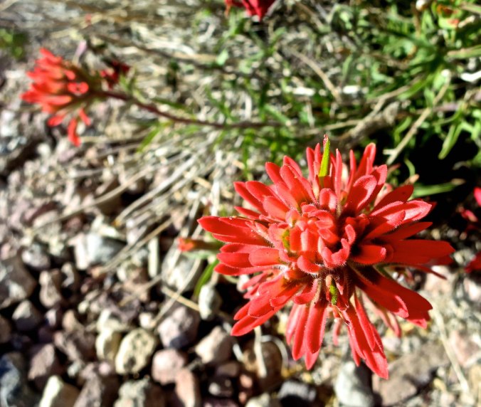 Indian Paintbrush at Dante's View in Death Valley National Park.