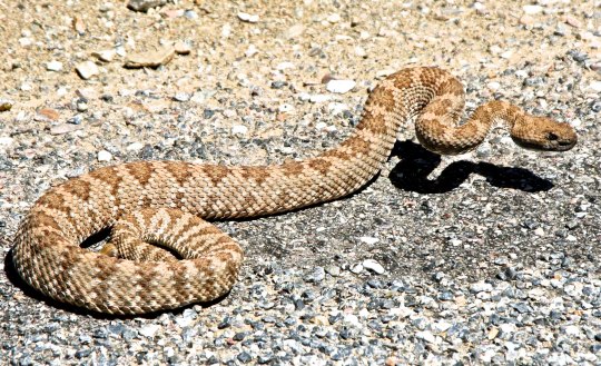 Panamint Rattlesnake in Death Valley.