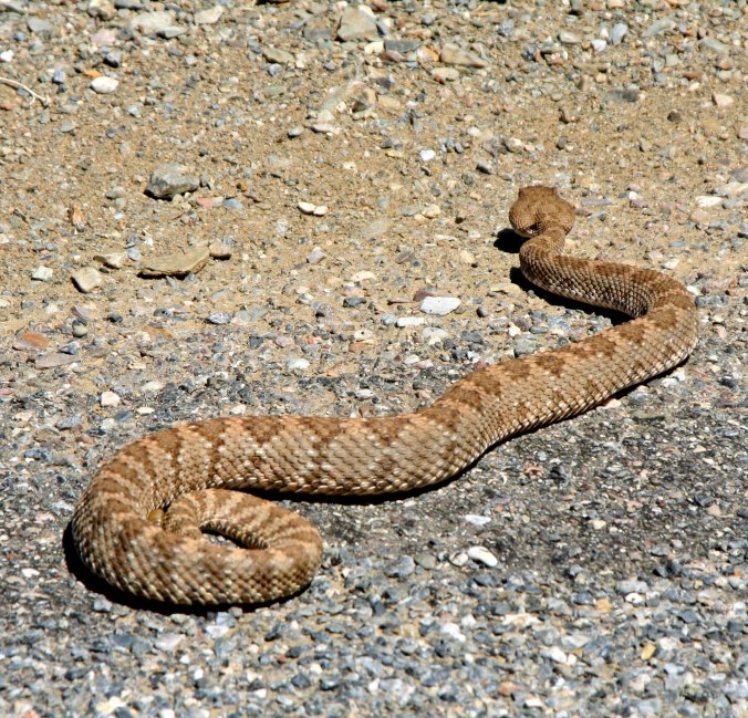 Panamint Rattlesnake in the Panamint Mountains, Death valley. 