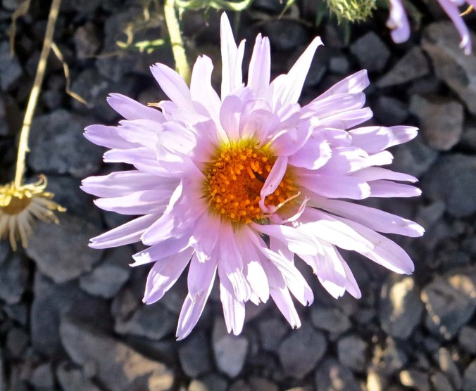Given the higher elevation at Dante's View, Spring Flowers were still blooming.