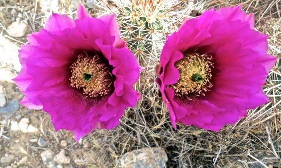 I thought these twin cactus flowers would provide a fitting conclusion for my blog on Red Rock Canyon National Conservation Area.
