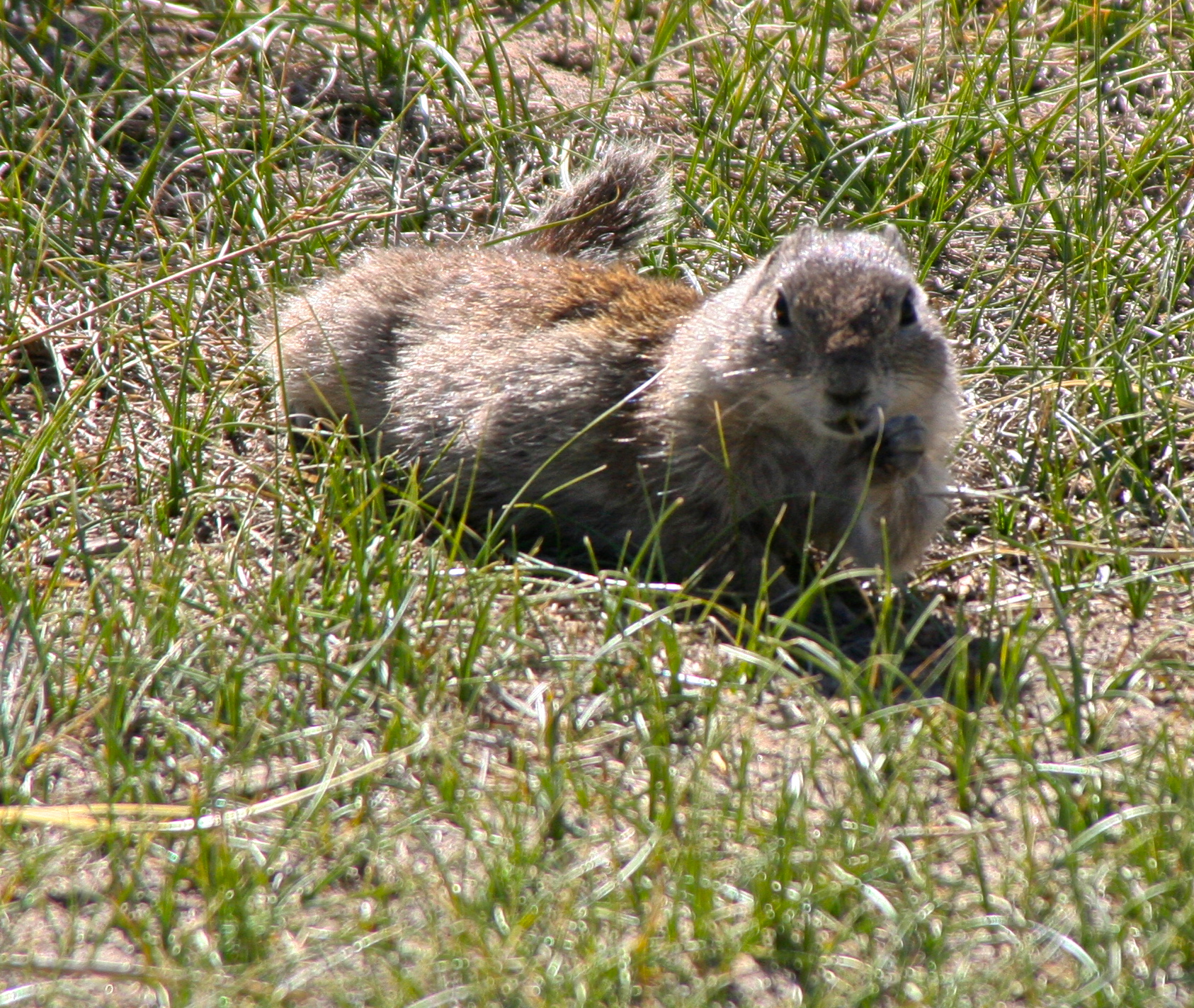 Prairie dog at Bodie State Historical Park in California.