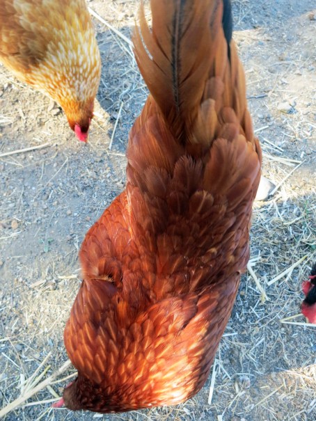 It's only appropriate that I conclude this blog with a bird's eye view of Boss Hen.
