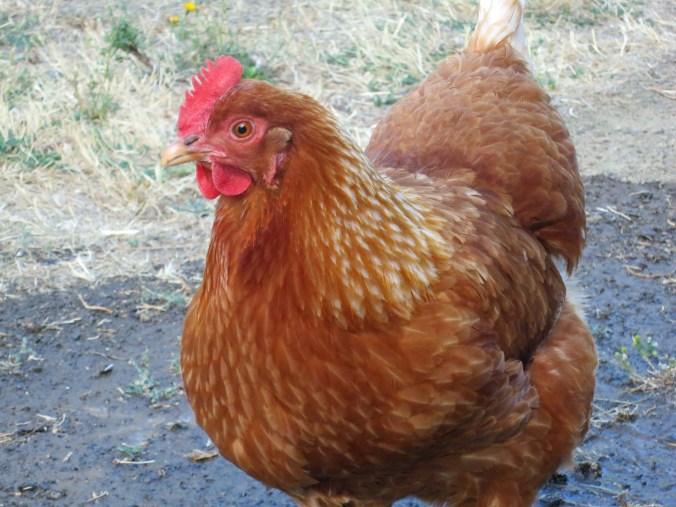 Golden Sex Link Chicken. Photo by Curtis Mekemson.